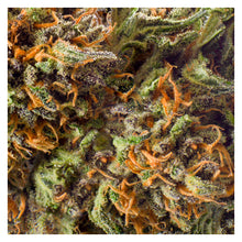 Load image into Gallery viewer, REDECAN WAPPA (IND) DRIED - 1G
